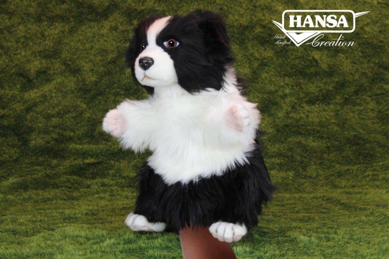 Hansa 10 Border Collie Puppy