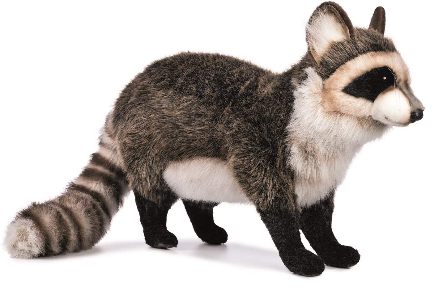 Standing Raccoon - Hansa