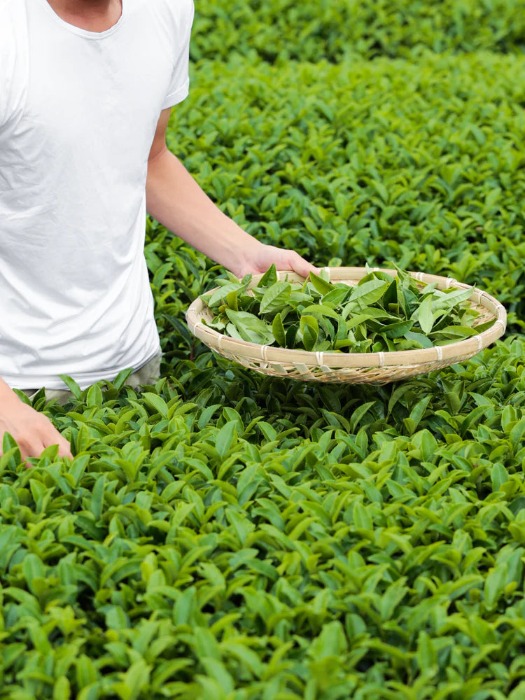 Organic Kanayamidori Loose Leaf Green Tea - Morihata