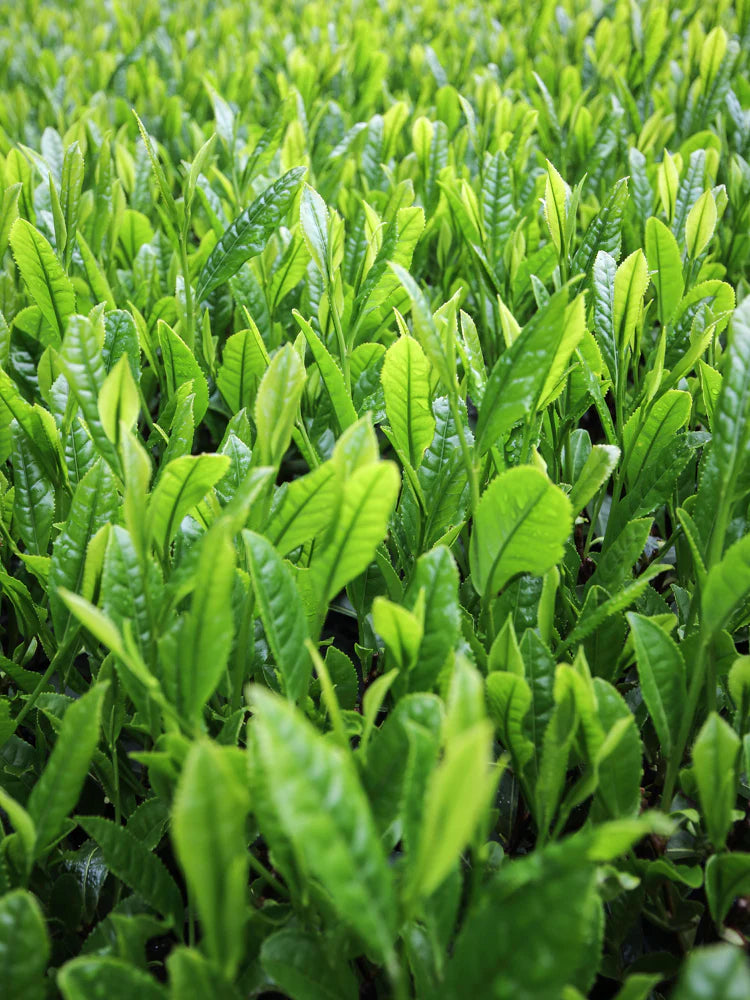 Organic Genmaicha Green Tea Bags - Morihata