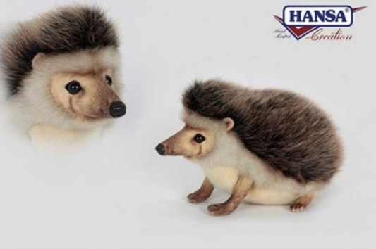 African Pygmy Hedgehog - Hansa