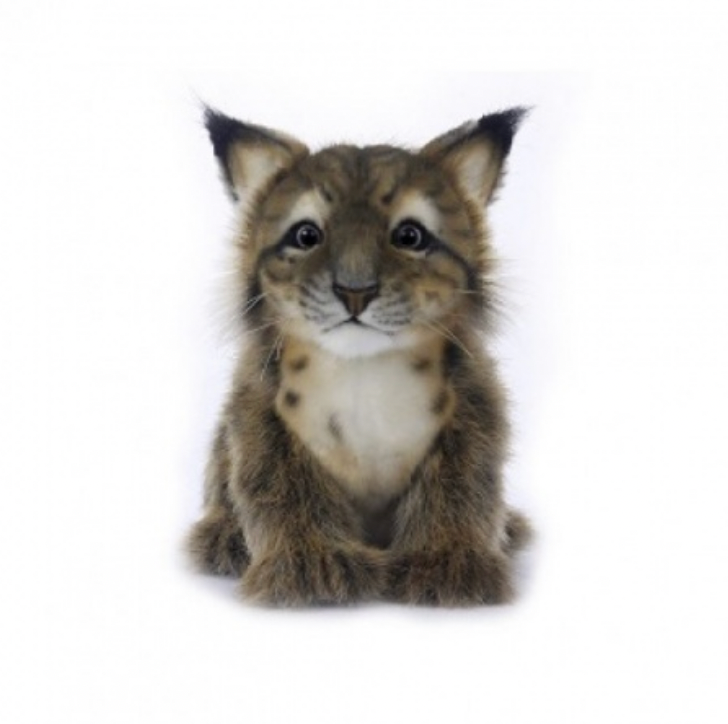 Lynx Cub - Hansa