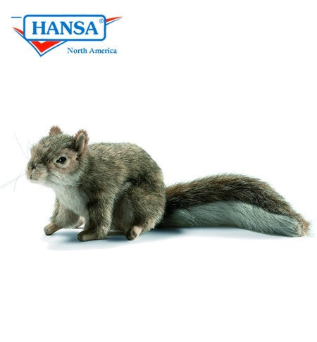 Gray Squirrel Sitting - Hansa