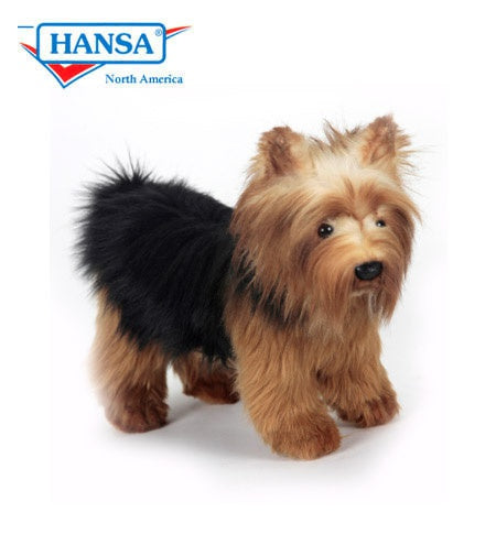 Yorkshire Terrier - Hansa